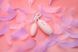 Вакуумний стимулятор з віброяйцем 2-в-1 KISSTOY Miss VV Pink SO3761 фото 5
